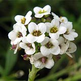 Цветки алиссума (лобулярии)
