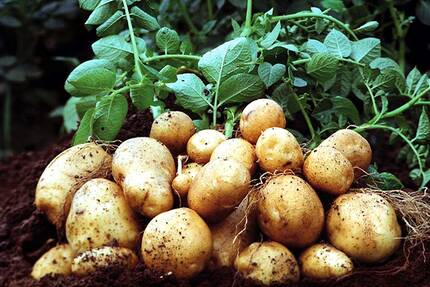 Выращивание картофеля - подготовка семян и участка