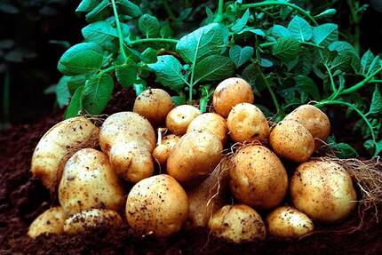 Оптимальный срок посадки картофеля