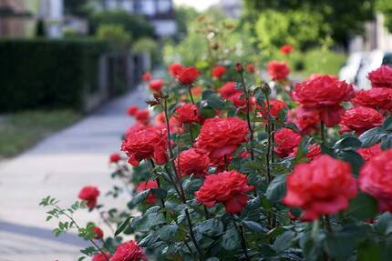 Красные розы на улице