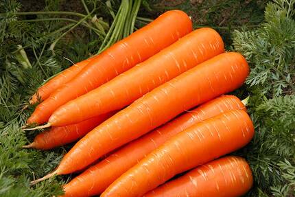 Выращивание моркови, посадка и уход