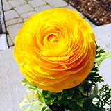Желтый цветок ранункулюс (садовый лютик)