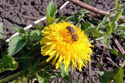 Одуванчик лекарственный на газоне привлекает пчел