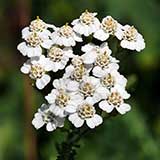 Тысячелистник обыкновенный, белые цветки