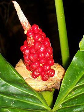 Семена алоказии (Alocasia_brisbanensis) Семена алоказии (Alocasia_brisbanensis)