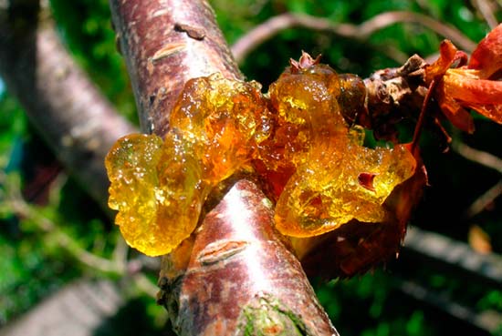 Камедетечение (гоммоз) вишни. Фото: Wikipedia.org Камедетечение (гоммоз) вишни