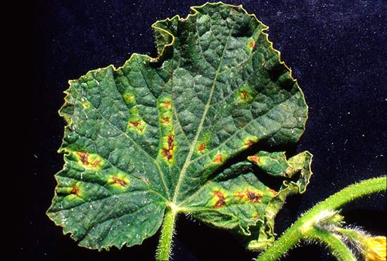 Бактериоз огурцов (угловая пятнистость на листьях)