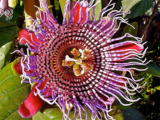 Пассифлора (Passiflora decaisneana) - Jardin des Plantes, Paris, France