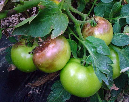 Симптомы фитофтороза на помидорах
