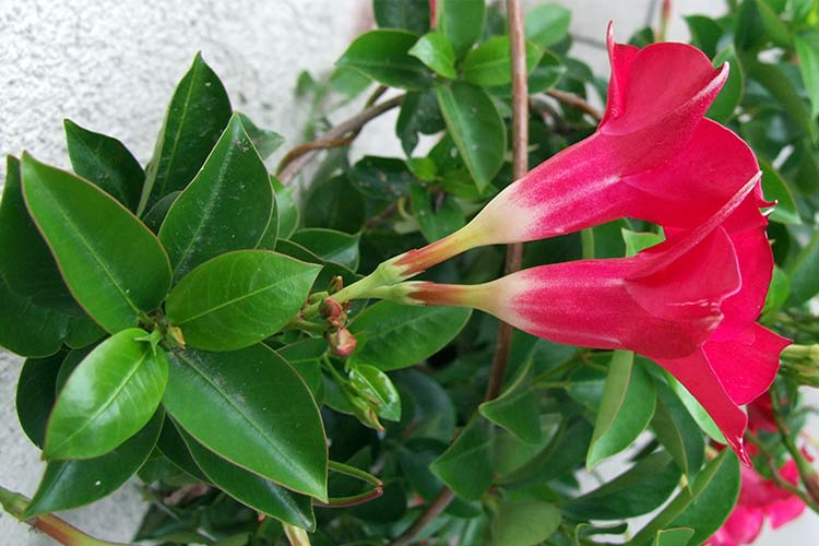 Мандевилла (Mandevilla sanderi). Фото: en.wikipedia.org Мандевилла (mandevilla) цветок