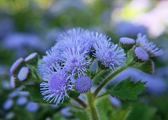 Агератум (Ageratum houstonianum blue). Источник: Ageratum Plant Care Guide