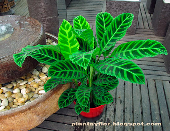 Калатея зебрина (Calathea zebrina)