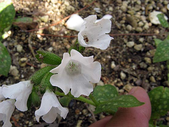 Медуница лекарственная (Pulmonaria officinalis), сорт Sissinghurst White
