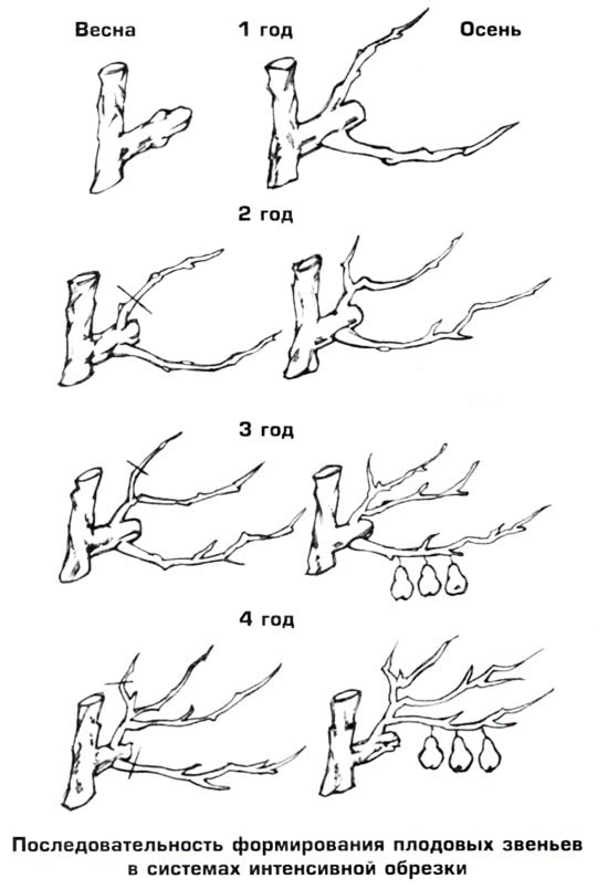 Формируем крону груши правильно – от молодой до груши в возрасте