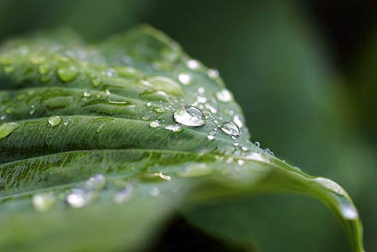 Капли воды на листьях хосты