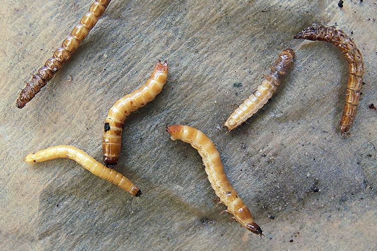 Проволочник - личинки жука щелкуна