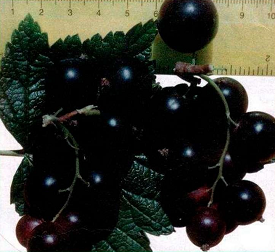 Ягоды смородины Ягоды смородины