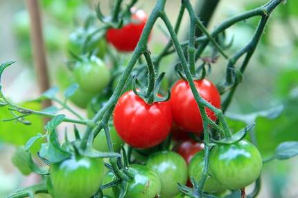 Промышленное выращивание томатов черри