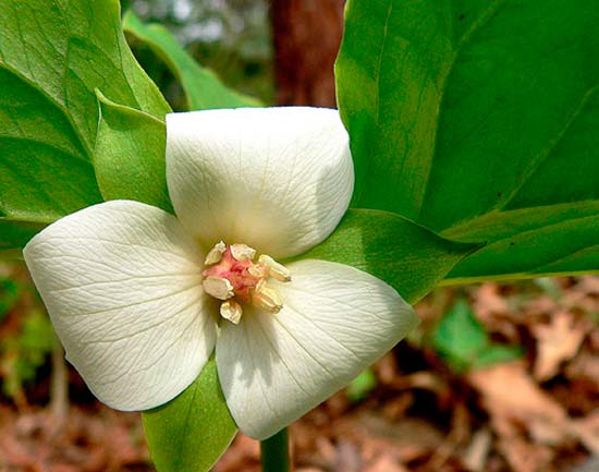 Триллиум поникший (Trillium cernuum)