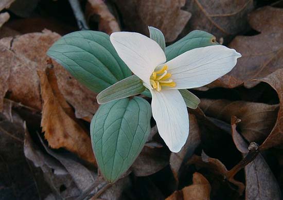 Триллиум снежный (Trillium nivale)