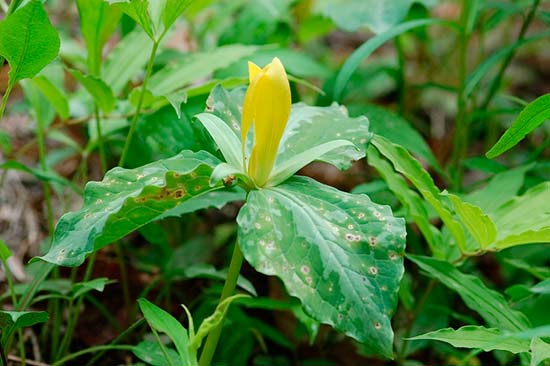 Триллиум жёлтый (Trillium luteum)