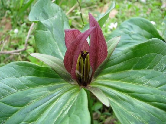 Триллиум сидячий (trillium sessile) Триллиум сидячий (trillium sessile)