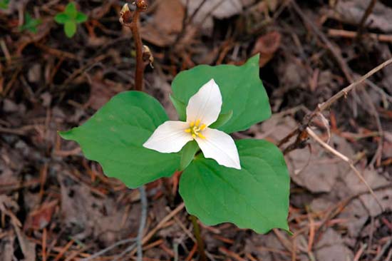 Триллиум яйцевидный (trillium ovatum)