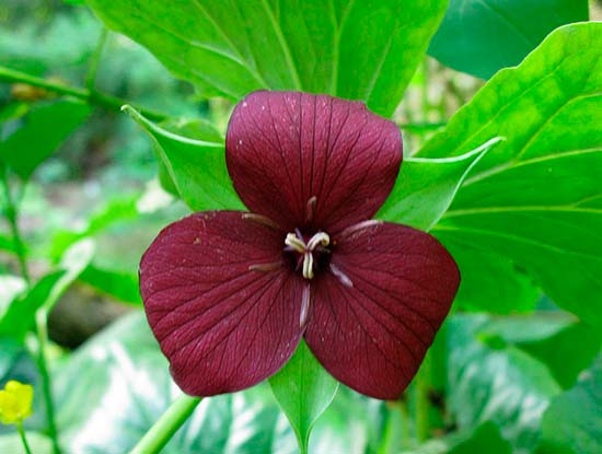 Триллиум сулкатум (trillium sulcatum)