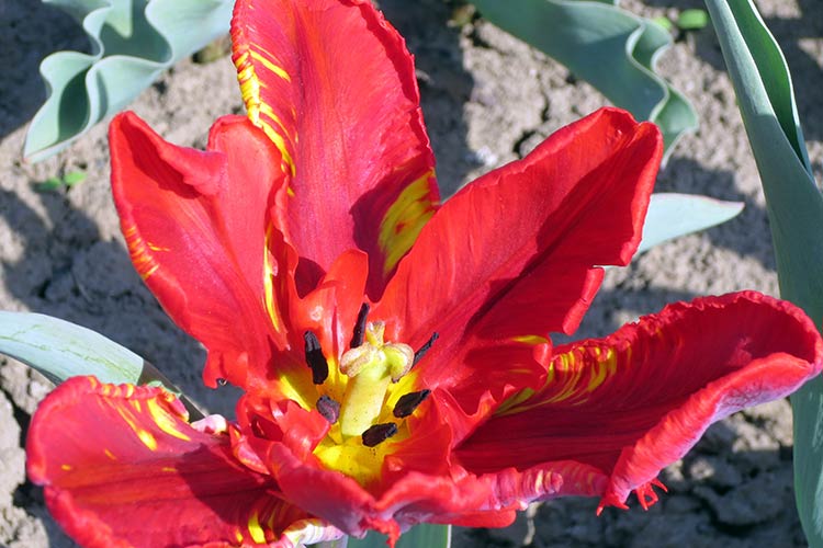 Симптомы пестролепестности тюльпанов