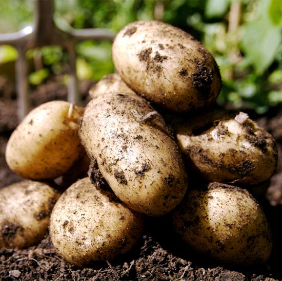 Хранение семенного картофеля