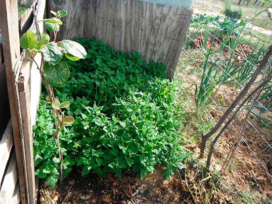 Выращивание тетрагонии - новозеландского шпината