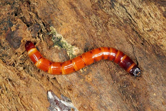 Проволочник - личинка жука-щелкуна