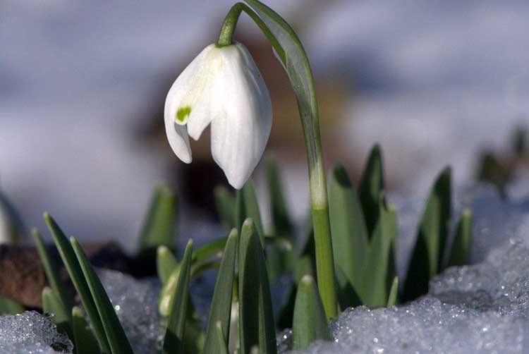 Цветки галантуса появляются из под снега одними из первых