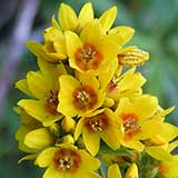 Вербейник обыкновенный, желтые цветки