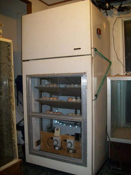 Домашний инкубатор из старого холодильника