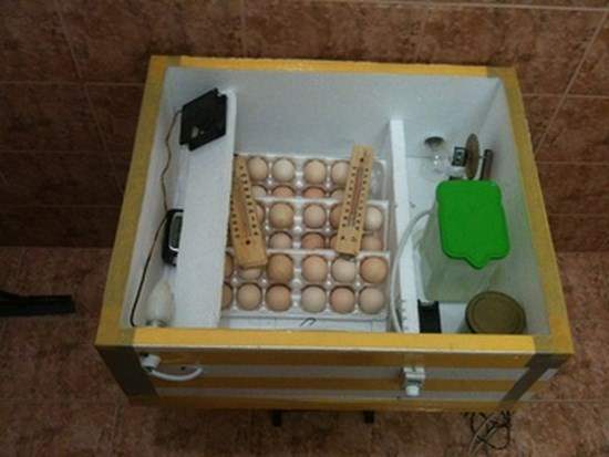 Инкубатор для перепелов из пенопласта своими руками: чертежи и инструкция выведения перепелиных яиц