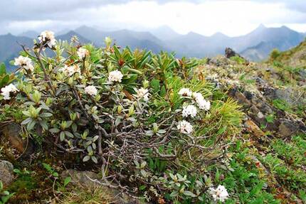 Настоящий рододендрон Адамса растет в горах и цветет белыми цветками