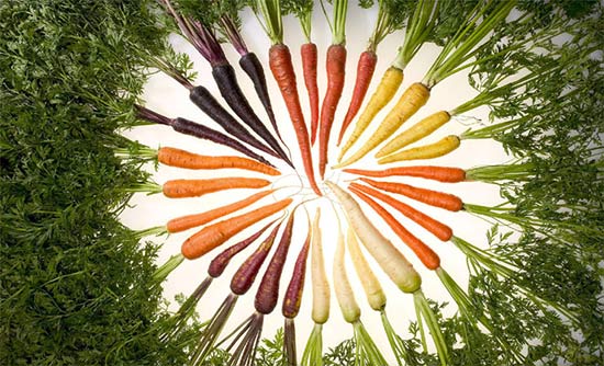 Морковь полезна, независимо от цвета