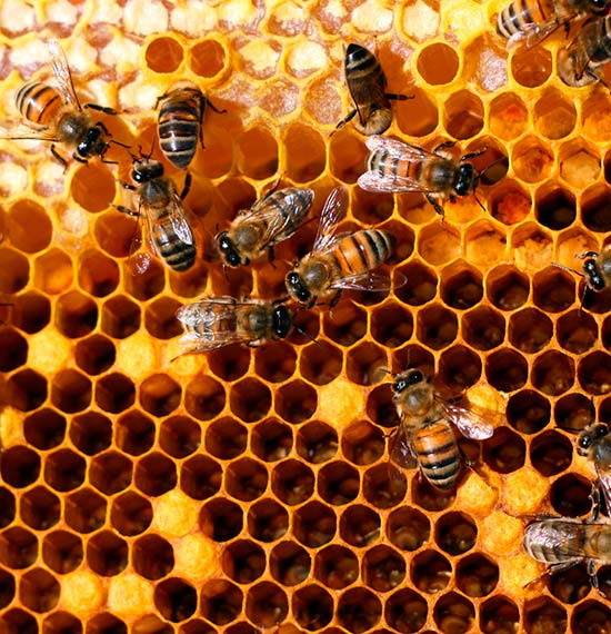 Пчёлы наполняют соты мёдом