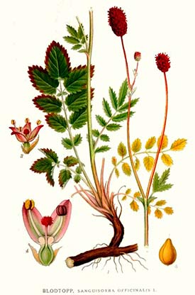 Кровохлёбка лекарственная (Sanguisorba officinalis). Источник: Викисклад Кровохлёбка лекарственная (Sanguisorba officinalis)