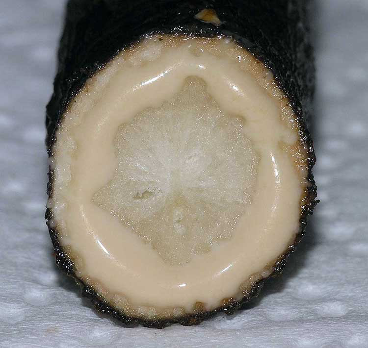 Корнеплод скорцонеры на срезе выделяет млечный сок