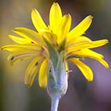 Скорцонера испанская, желтый цветок