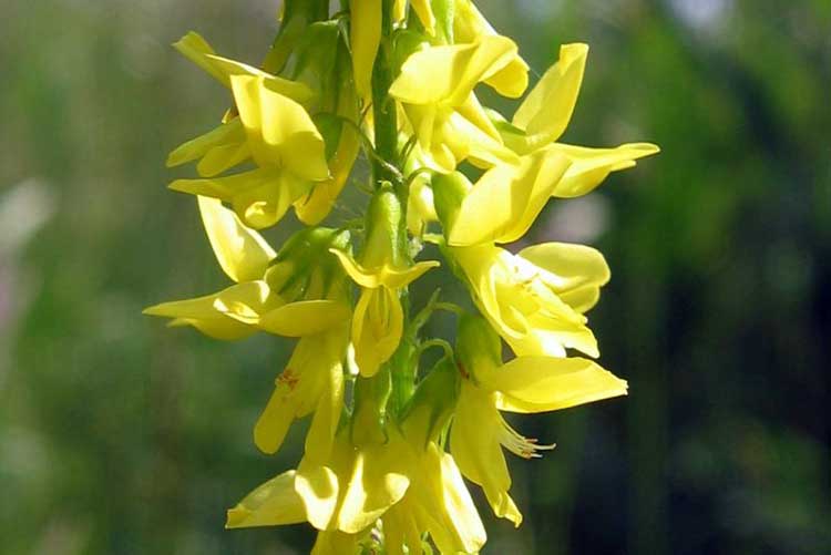 Желтые цветки донника лекарственного применяют в качестве кулинарной приправы