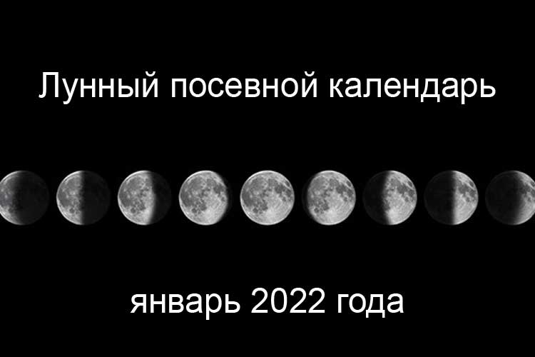 Лунный посевной календарь на январь 2022 года по фазам луны Лунный посевной календарь на январь 2022 года по фазам луны