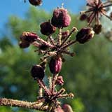 Аралия маньчжурская (Aralia elata), цветочные бутоны