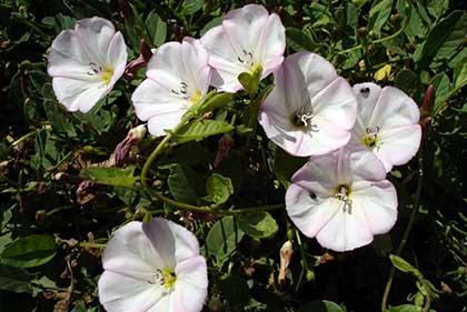 Вьюнок полевой (Convolvulus arvensis) цветёт с апреля по октябрь, но эти цветы не радуют садоводов. Фото: Bouba/Википедия Вьюнок полевой (Convolvulus arvensis) цветущее растение