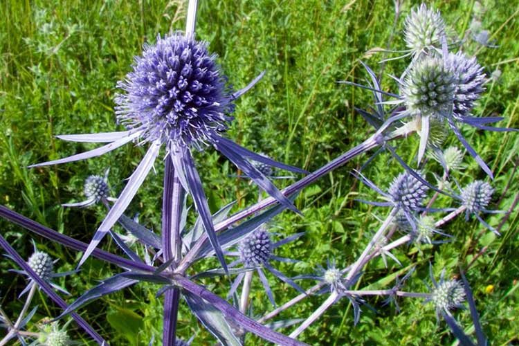 Синеголовник плосколистный (Eryngium planum)