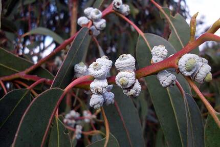 Эвкалипт шаровидный (Eucalyptus globulus)