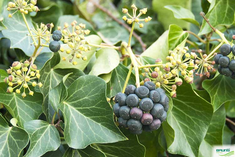 Плющ обыкновенный (hedera helix), листья и плоды