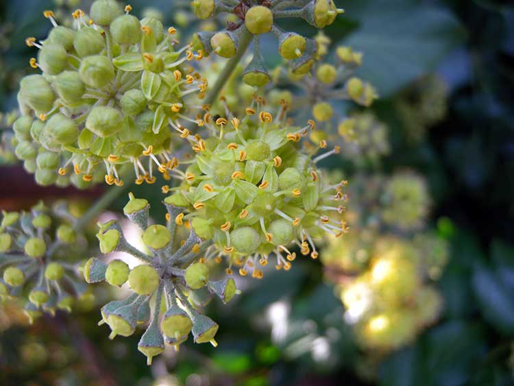 Цветки плюща обыкновенного (Hedera helix)